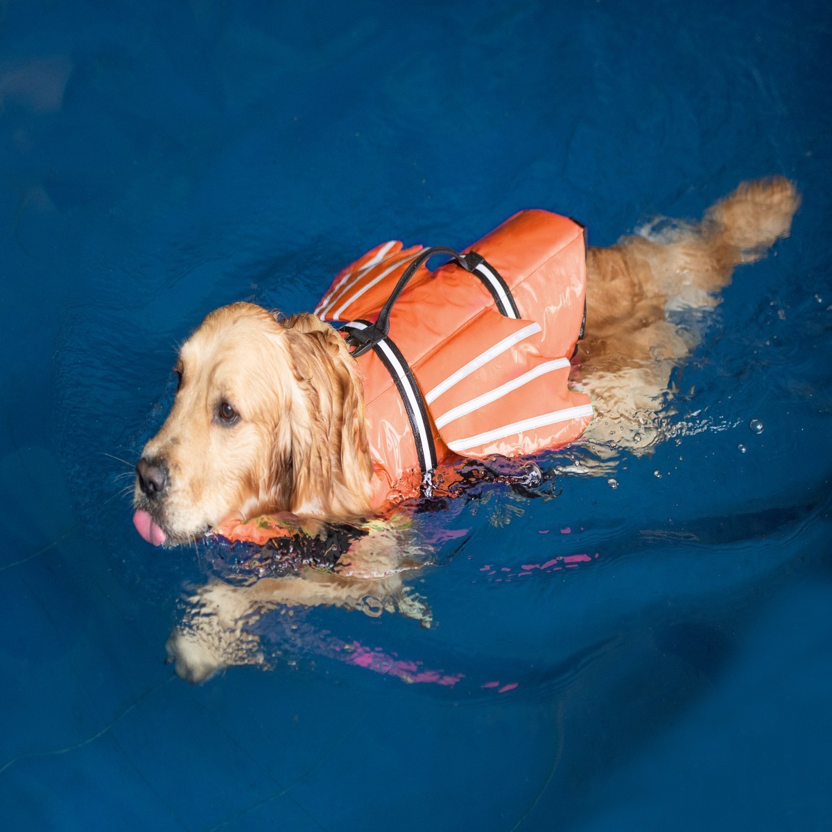 Dogs Life Jacket with Chin Flo - Life Jacket ulasan dan harga